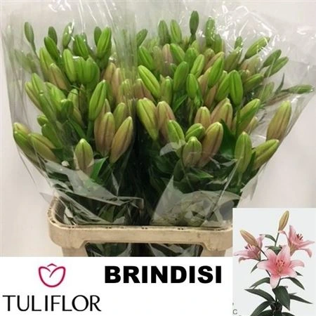 Ľalia LA Brindisi 3+ • 90 cm