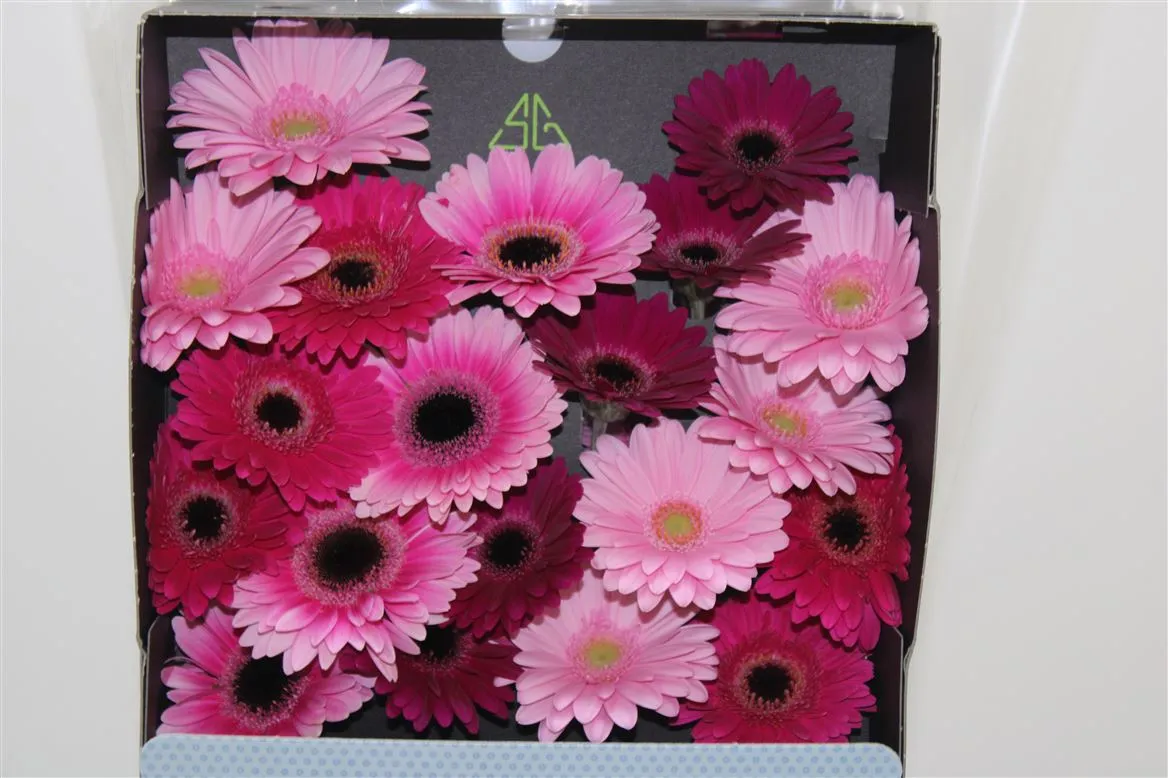 Germ D Mixed Purple • 45 cm
