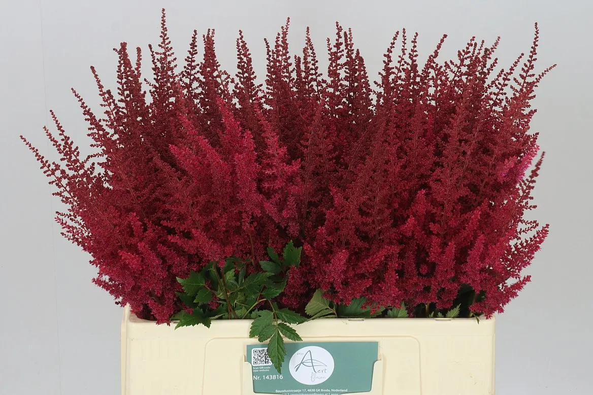Astilbe Paul Gaarder • 60 cm