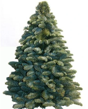 Vianočný stromček z čečiny, ručne viazaný • 60 cm