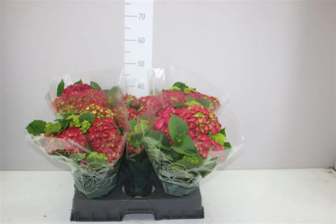 Hortenzia črepníková Hi Fire Red 7+ • črepník 14 cm