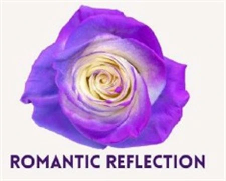 Ruža farbená Romantic Refelction, Ekvádor • 50 cm