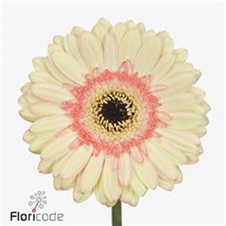 Gerbera Cartizze • 45 cm