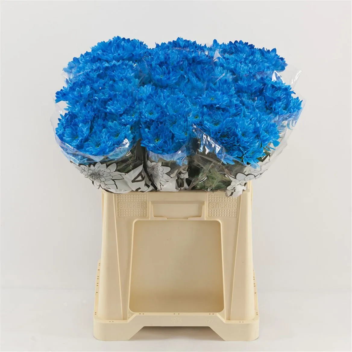 Chryzantéma trsová Baltica Light Blue • 70 cm