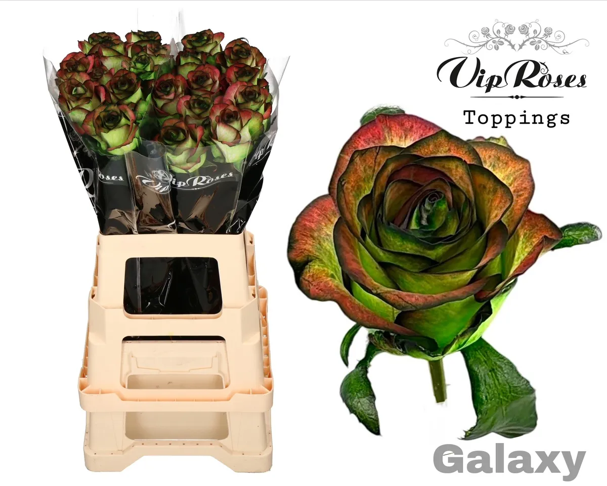 R Gr Galaxy • 65 cm