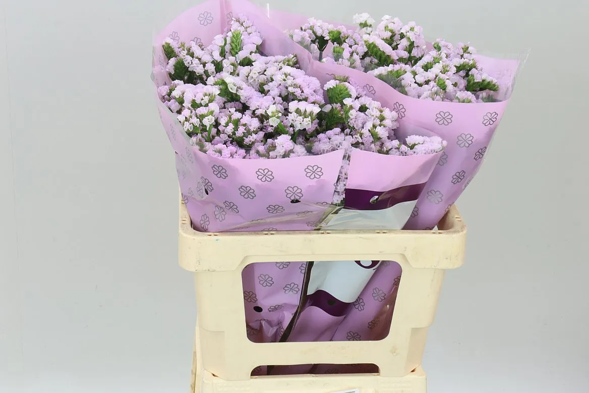 Limónium S Tessa Lavender • 60 cm