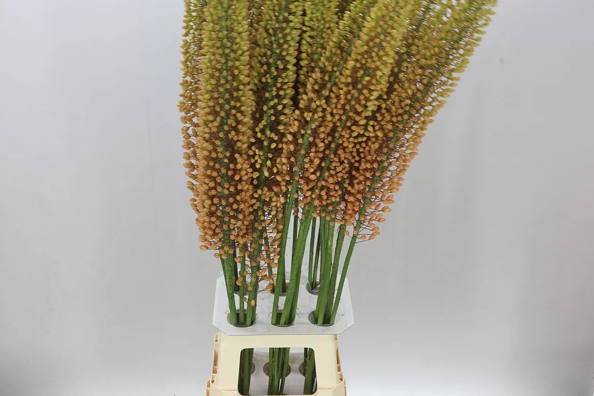 Eremurus Emmy-ro Orange • 120 cm