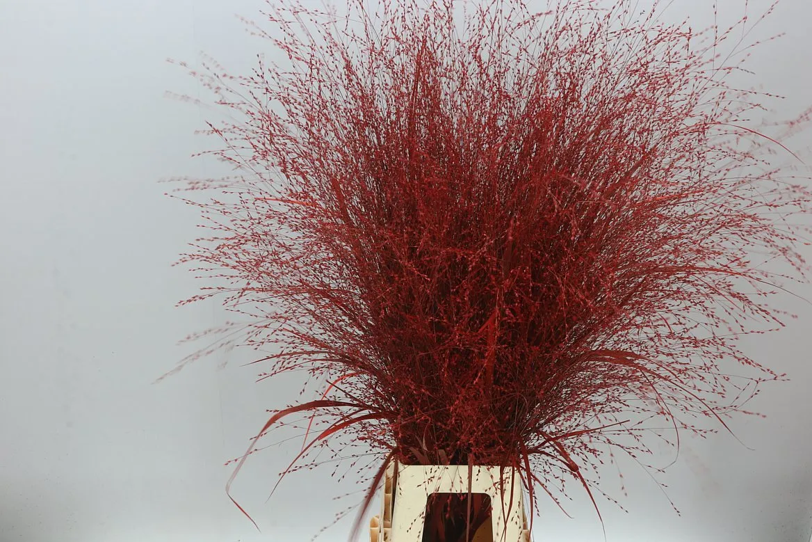 Panicum Painted Red • 95 cm