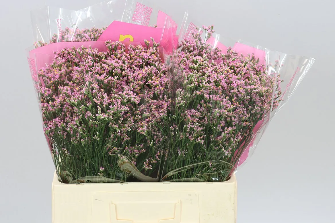 Limónium Sin Pink Anouchka • 60 cm