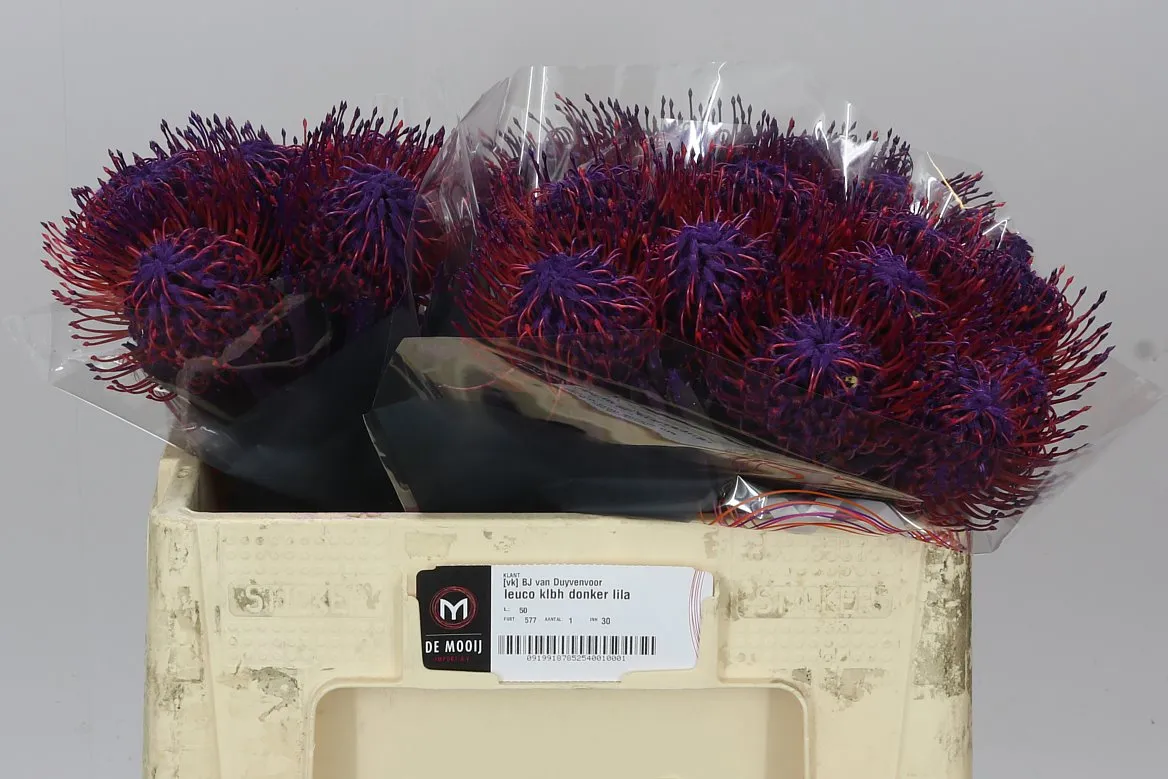 Leucospermum farbené Purple • 50 cm