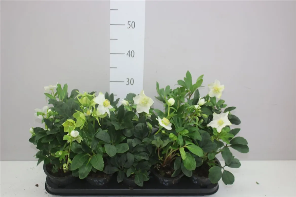 Helleborus N Happy Day 7+ • črepník 12 cm