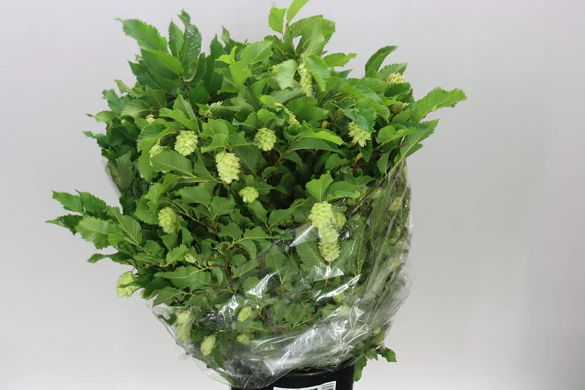 Camellia Leaf • 60 cm