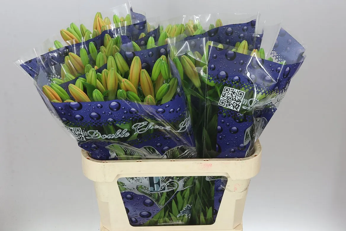 Lil La Honesty 3+ • 85 cm