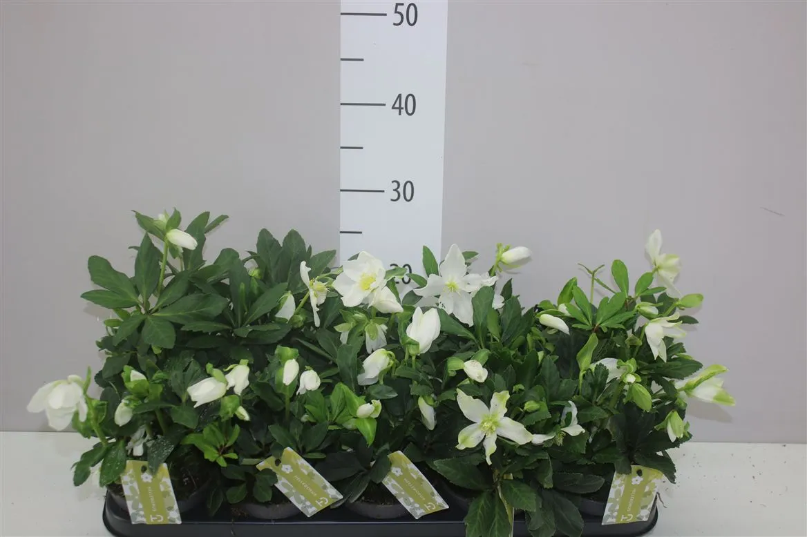 Helleborus Ni Advent Star 6+ • črepník 12 cm