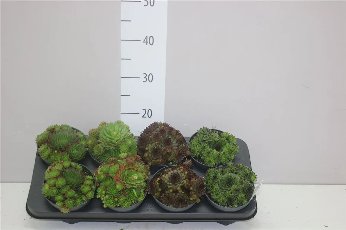 Sempervivum mix • črepník 13 cm