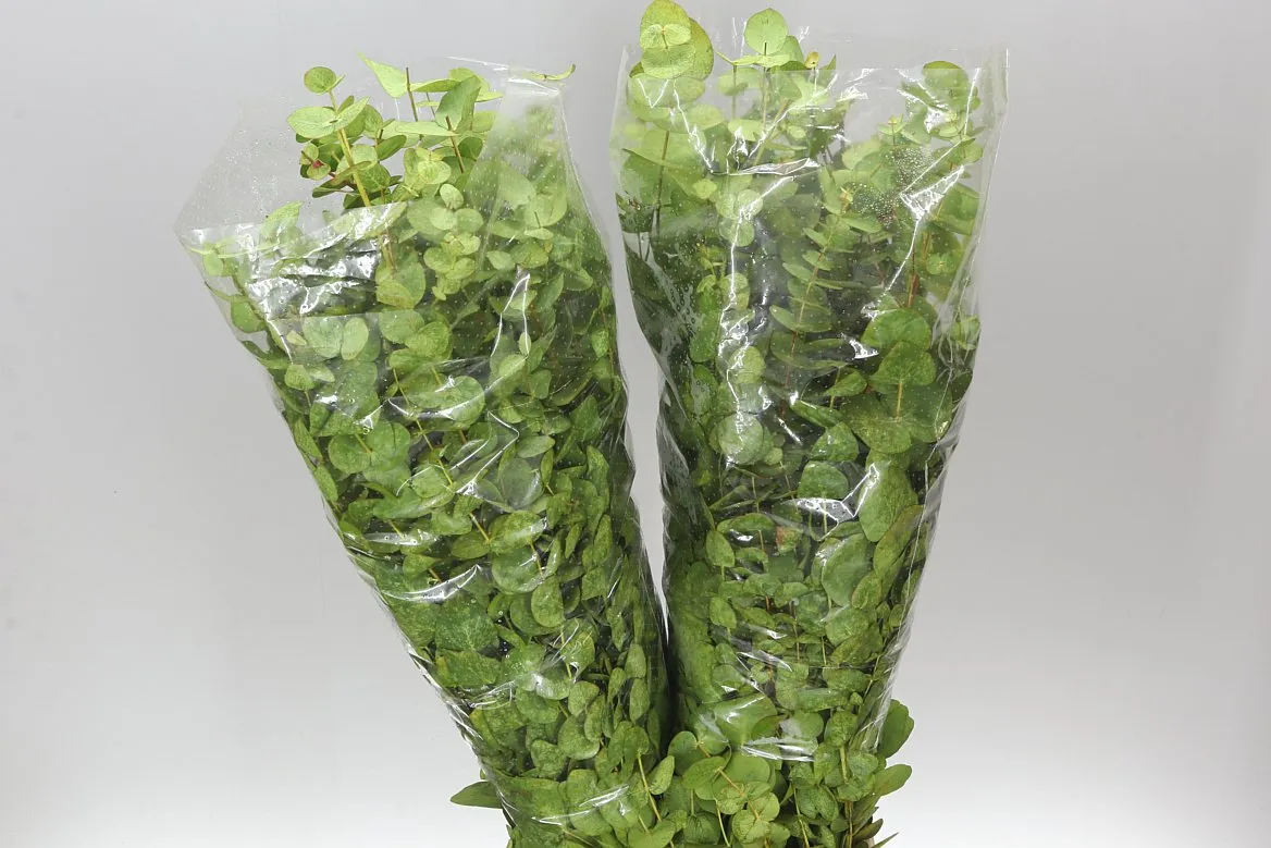 Cinerea Yellow • 75 cm