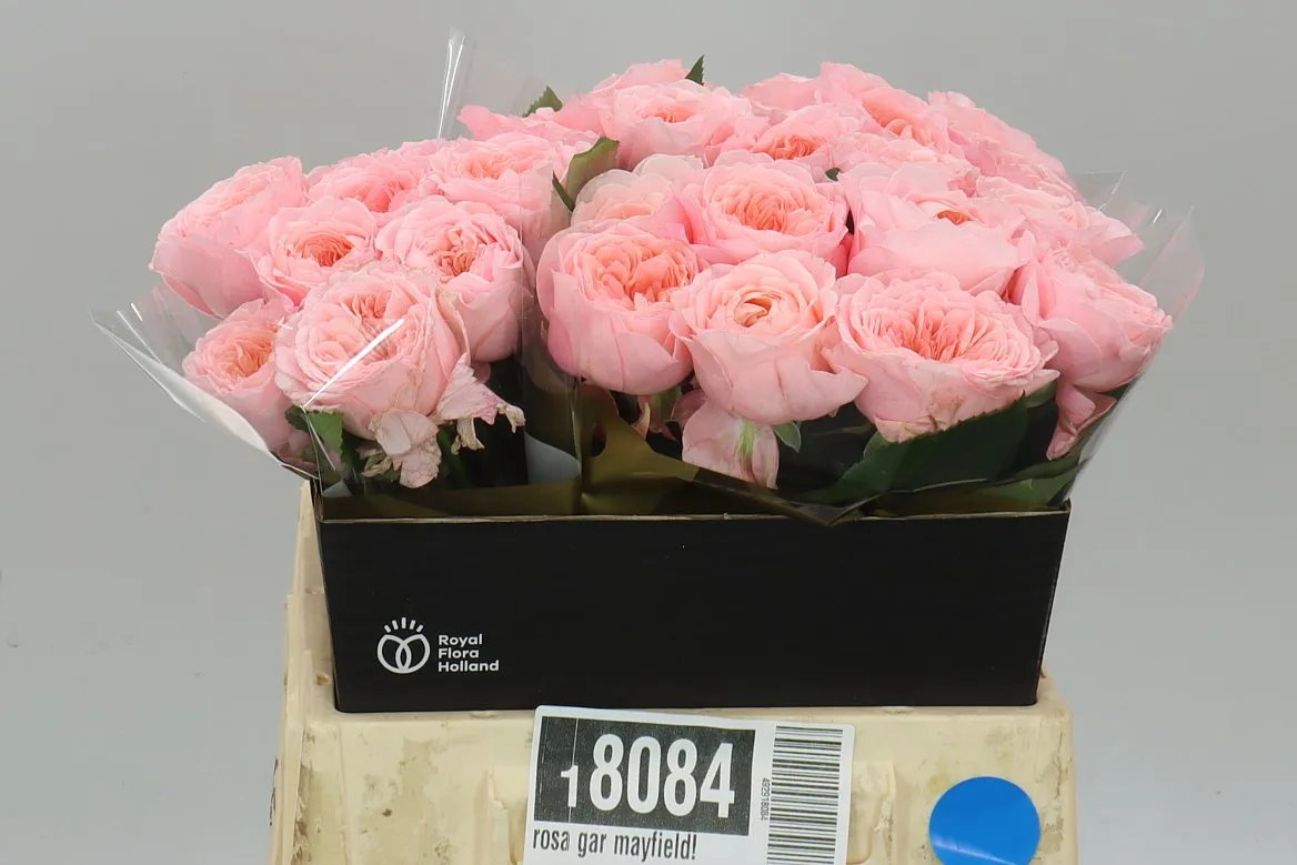 Rosa Gar Mayfield! • 40 cm