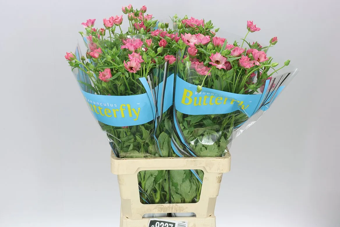 Iskerník Butterfly Isis Pink • 70 cm