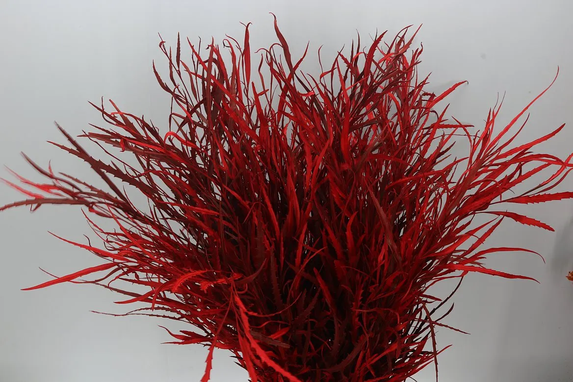 Grevilea Red • 80 cm
