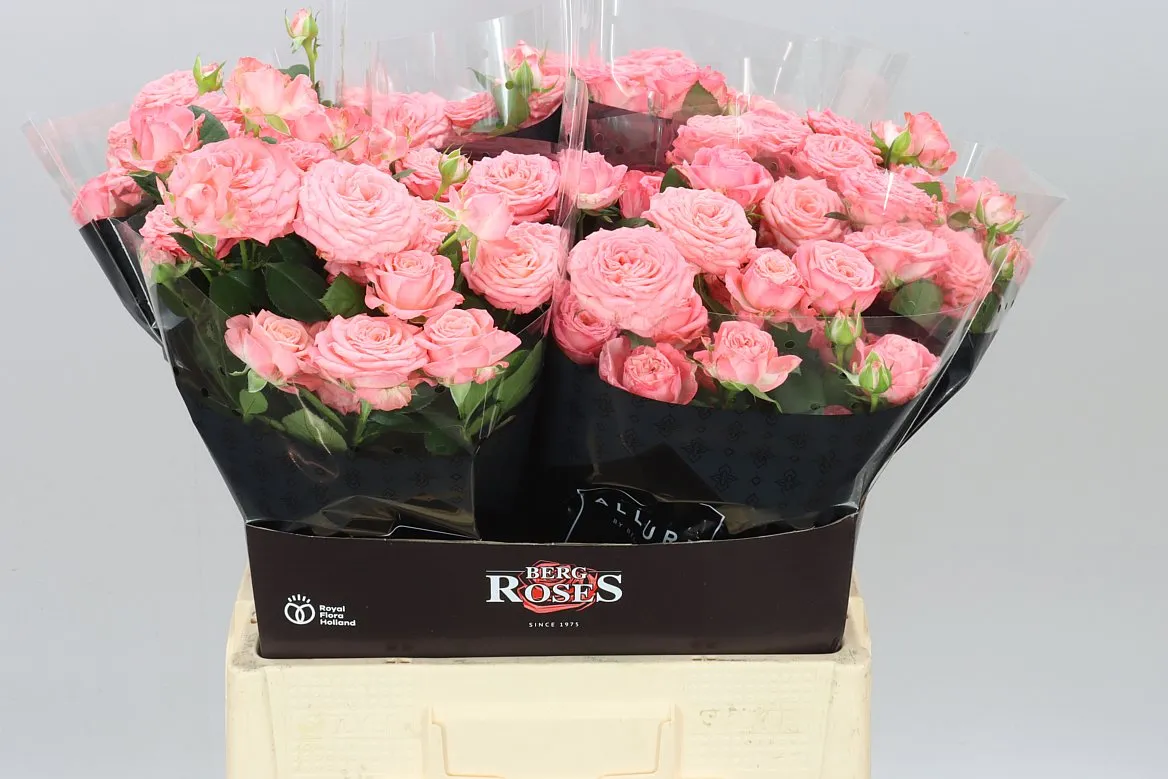 Rosa Tr First Date X5 • 60 cm