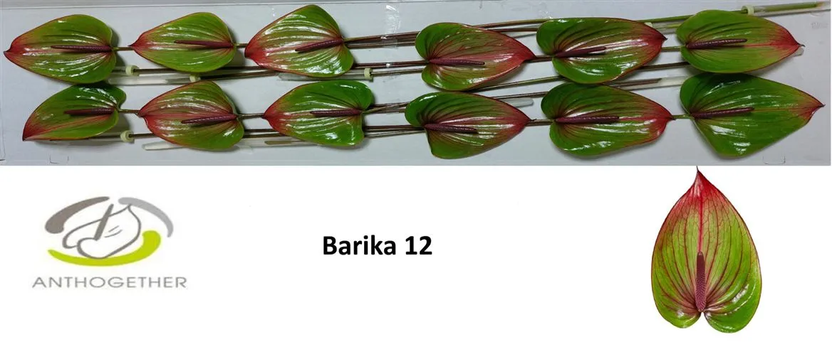 Antúrium Barika