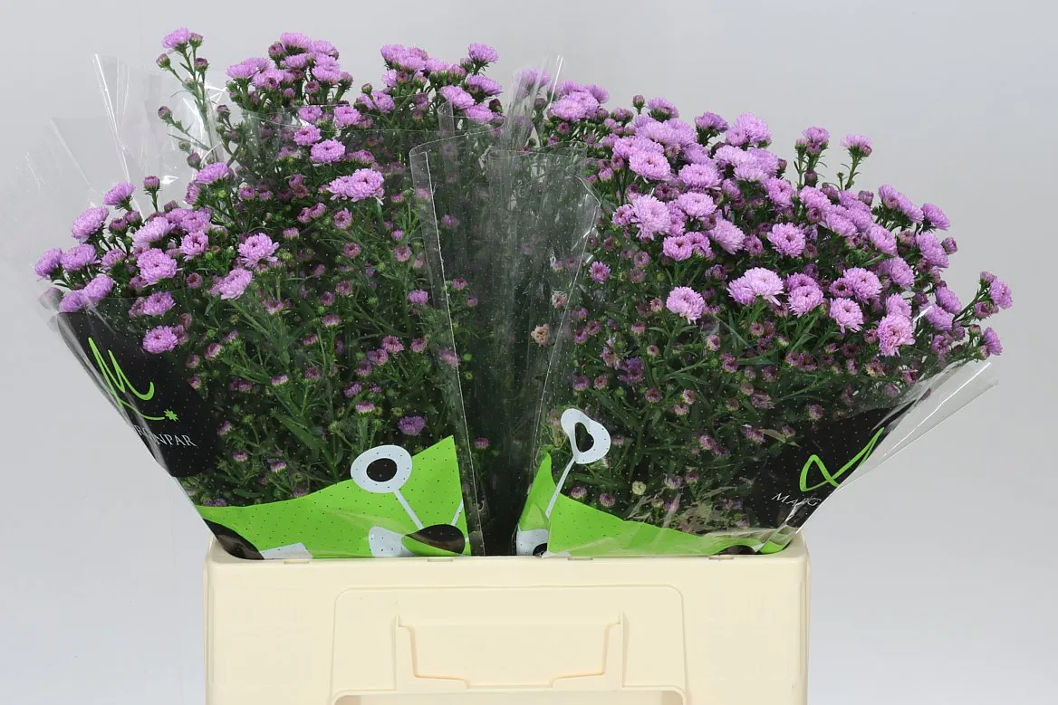 Aster Double Da Pink • 60 cm
