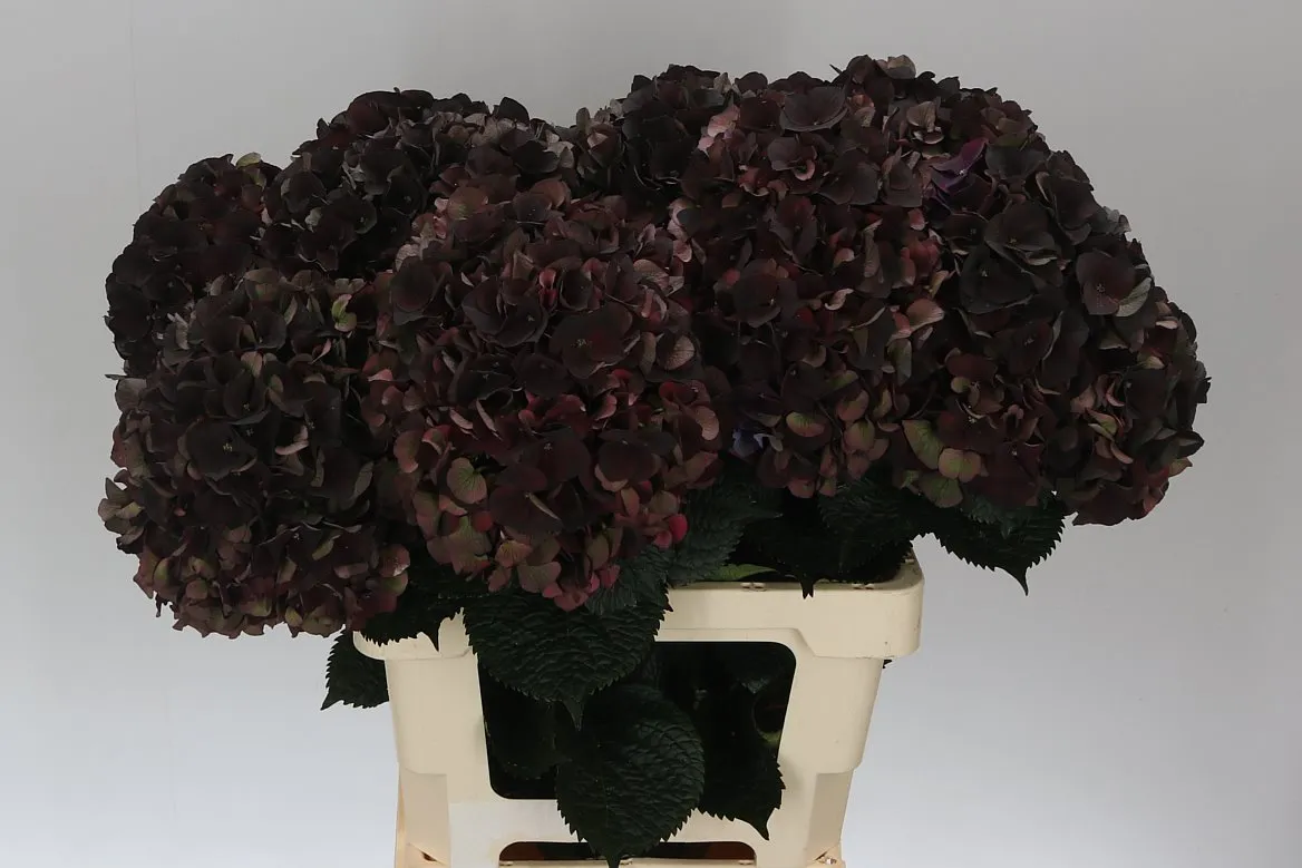 Hydrangea Black Ruby Classic • 65 cm