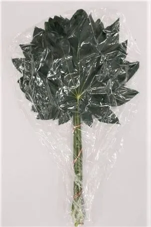Aralia Super Vacuum X1 • 60 cm