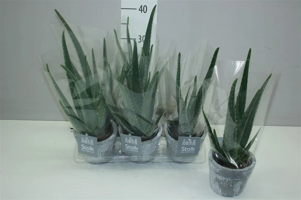 Aloe Vera Stone Keramiek A2 • črepník 11 cm