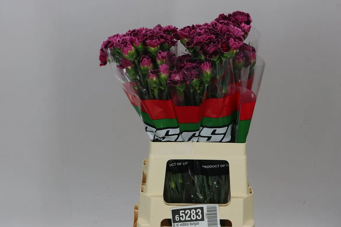 Karafiát Nobbio Burgundy • 65 cm