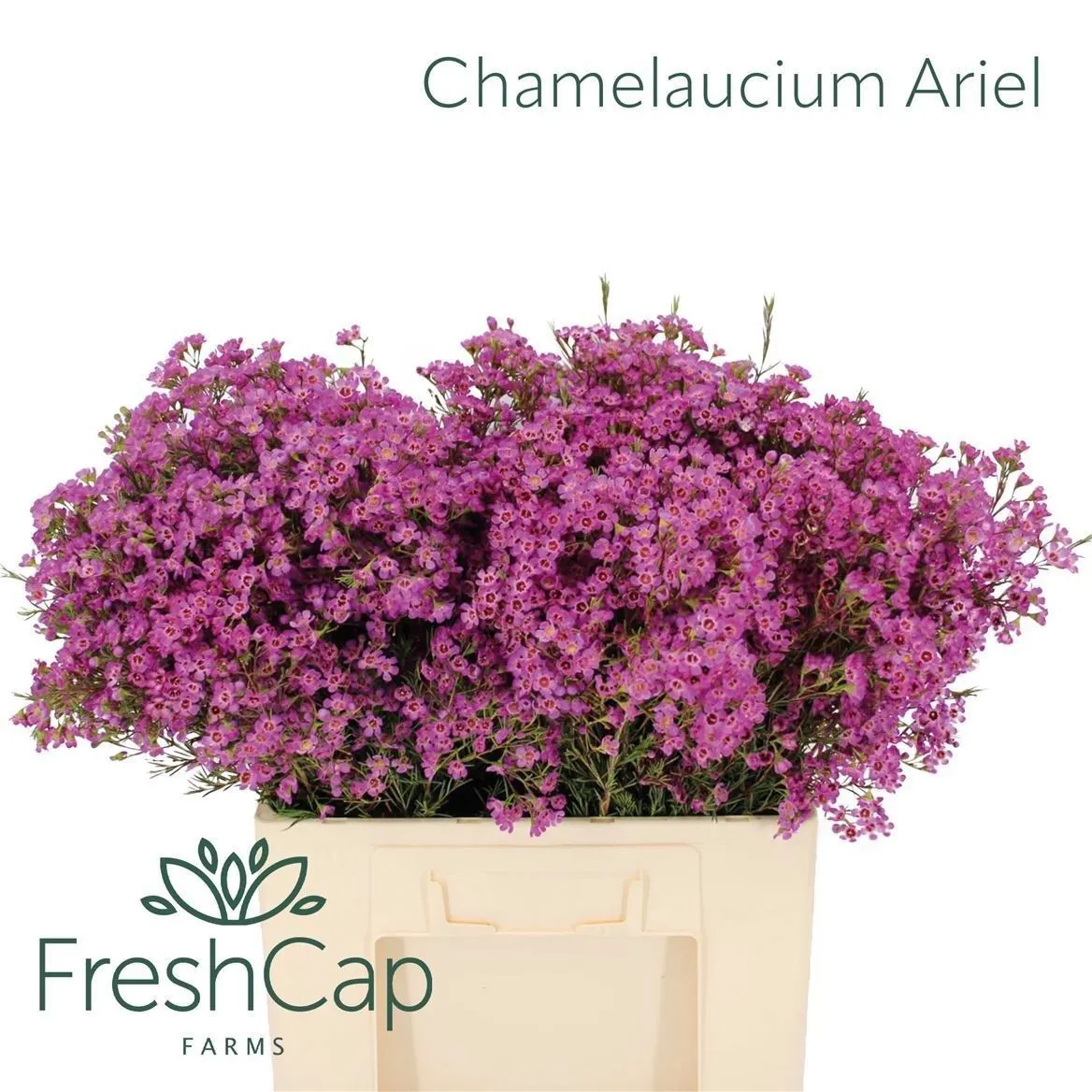 Chame Wax Ariel • 60 cm
