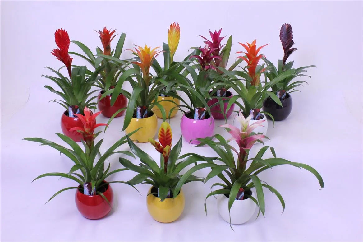 Bromelia Mix In Bolpot Lisa • črepník 11 cm
