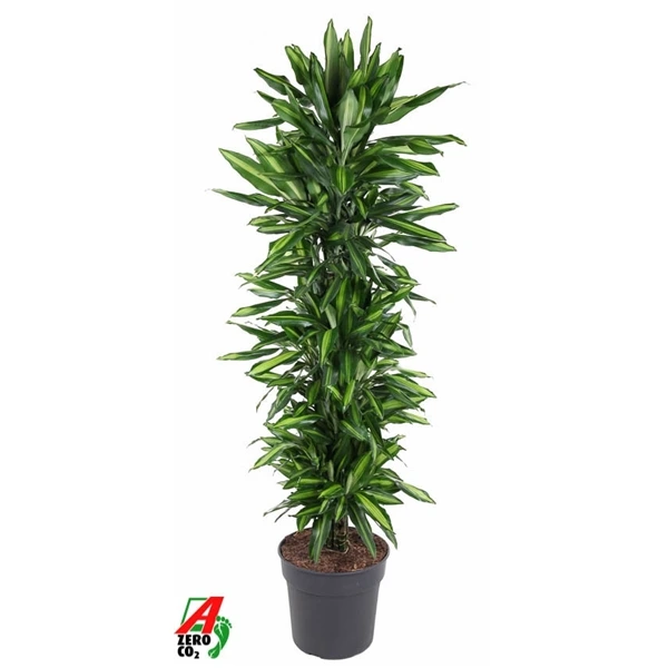 Dracéna Cintho rozvetvená • črepník 34 cm