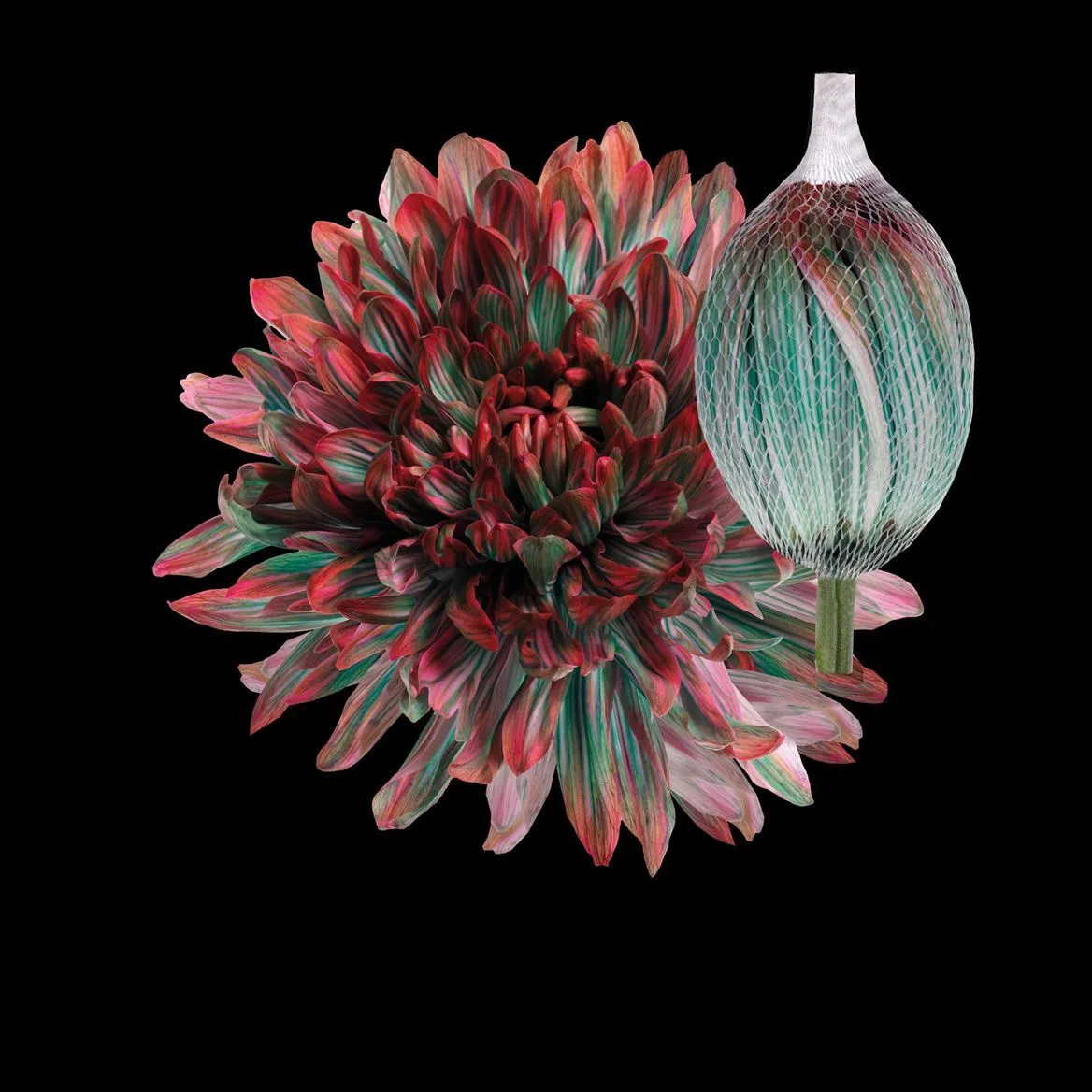 Chryzantéma veľkokvetá Antonov Tropicana • 70 cm