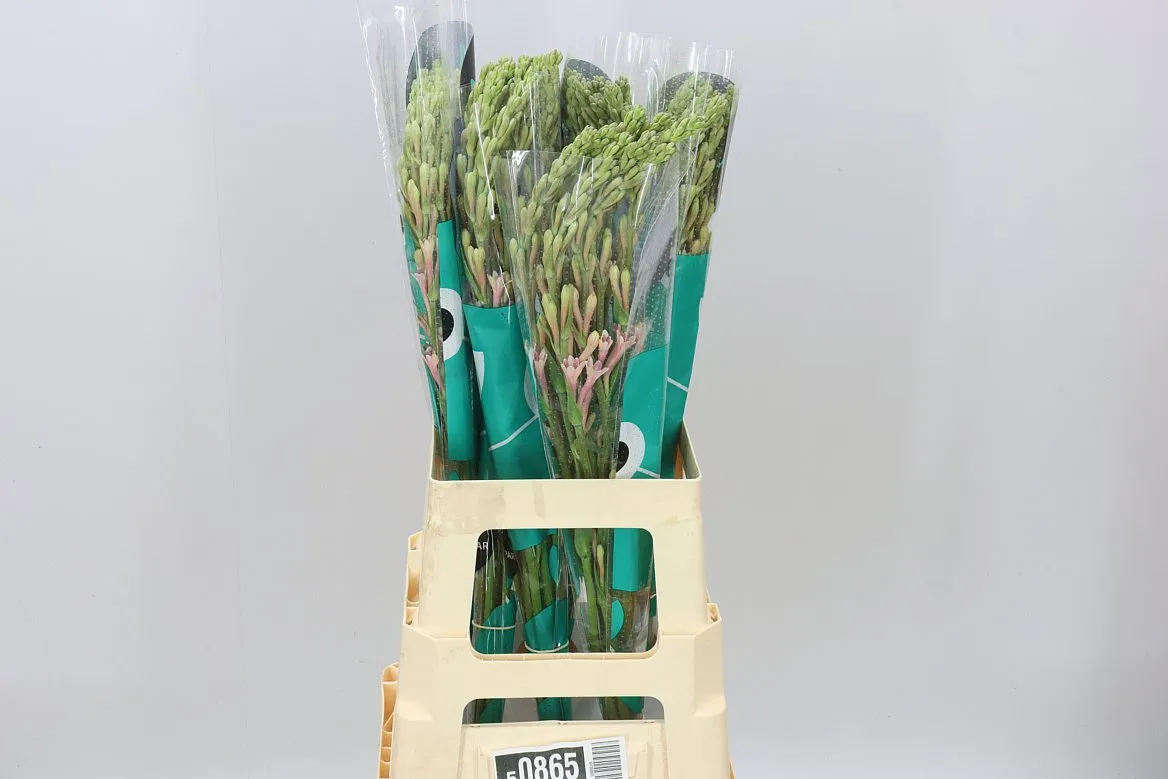 Polianthus Tu Elsa • 70 cm