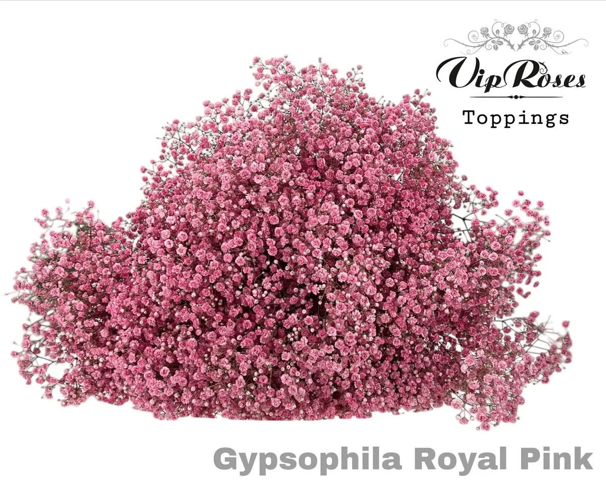 Gypsofila Pa Royal Pink • 80 cm