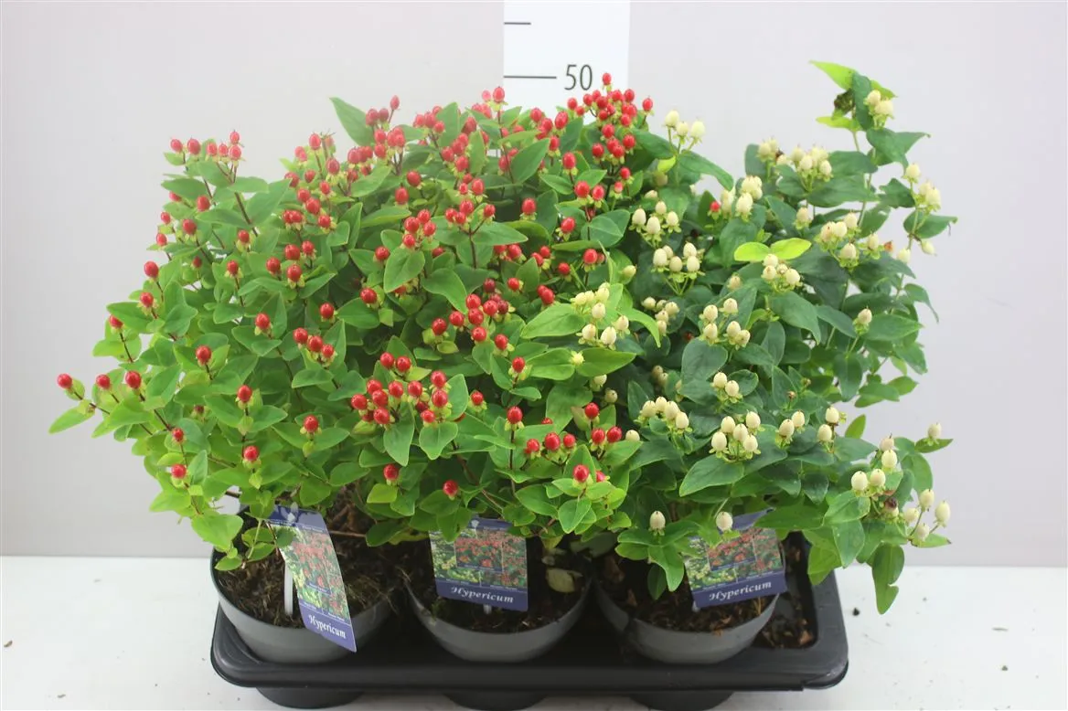 Hypericum Verig Gemengd • črepník 17 cm