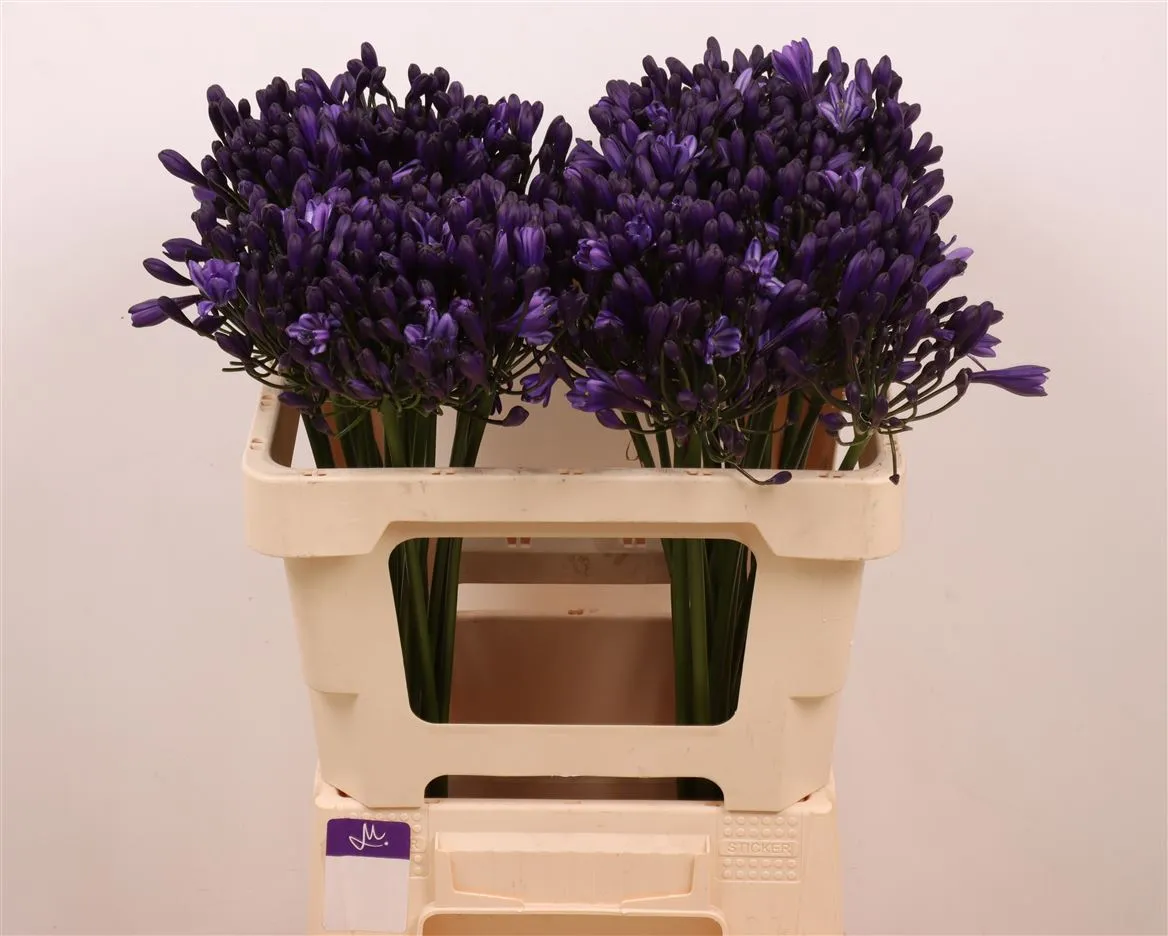 Agapantus Everp Poppin St • 50 cm