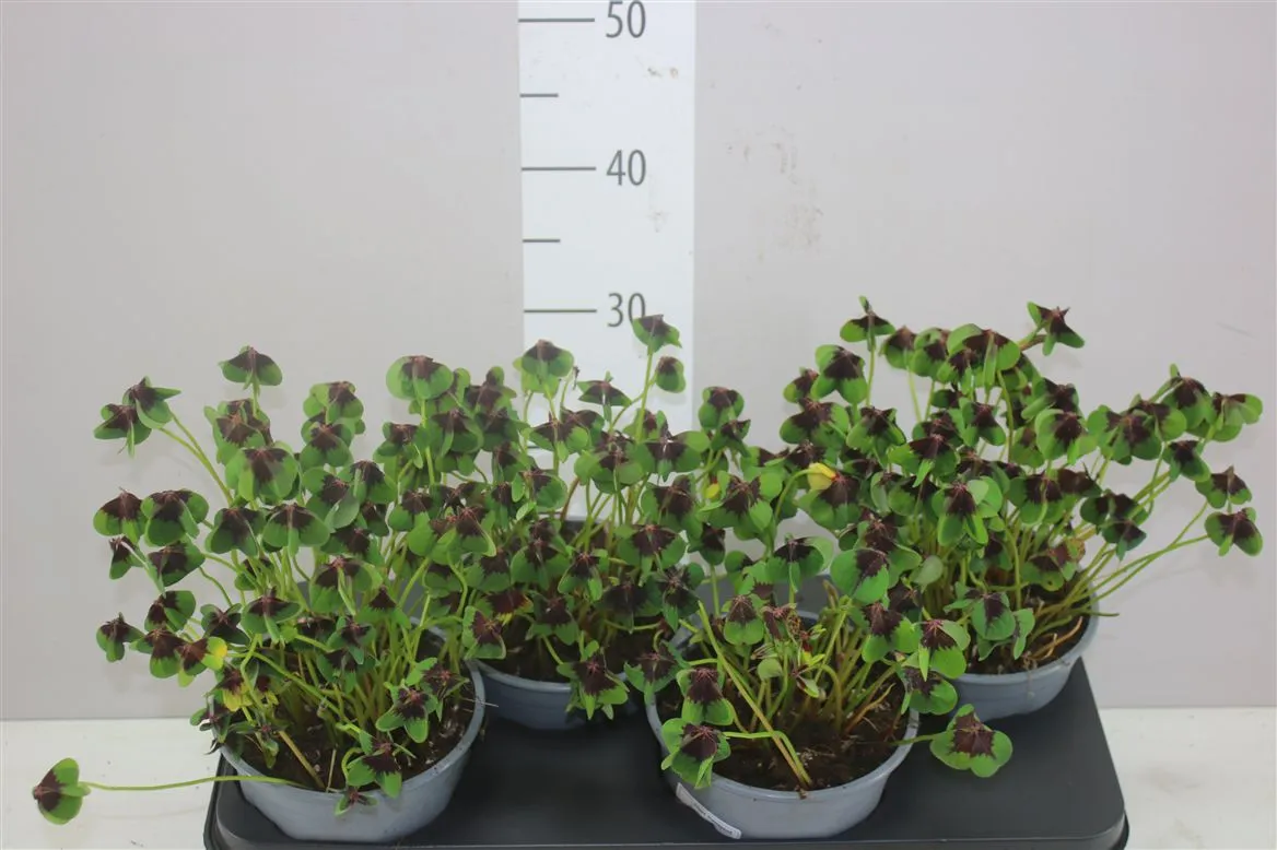 Oxalis Deppei • črepník 19 cm