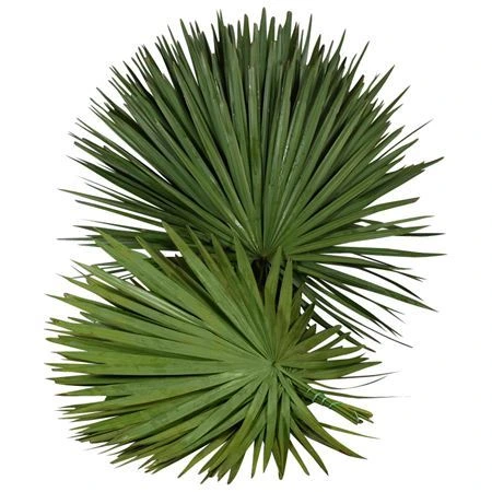 Palmový list X20 • 70 cm