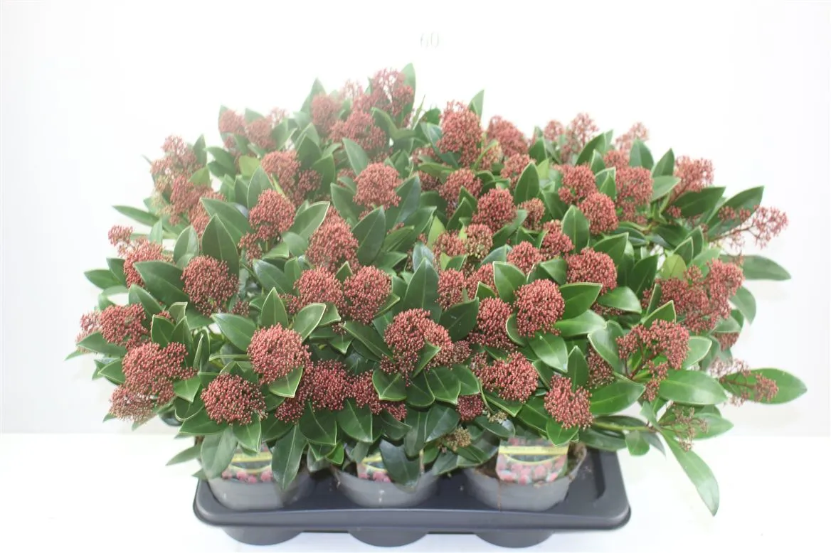 Skimmia Jap. Rubella 20+ • črepník 17 cm
