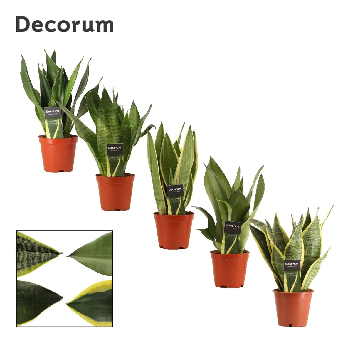 Sansevieria Super mix 12 Cm (decorum) • črepník 12 cm