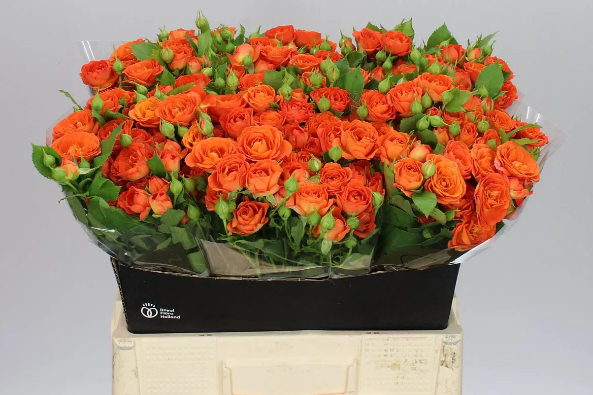 Rosa Tr Babe 2/4 • 60 cm