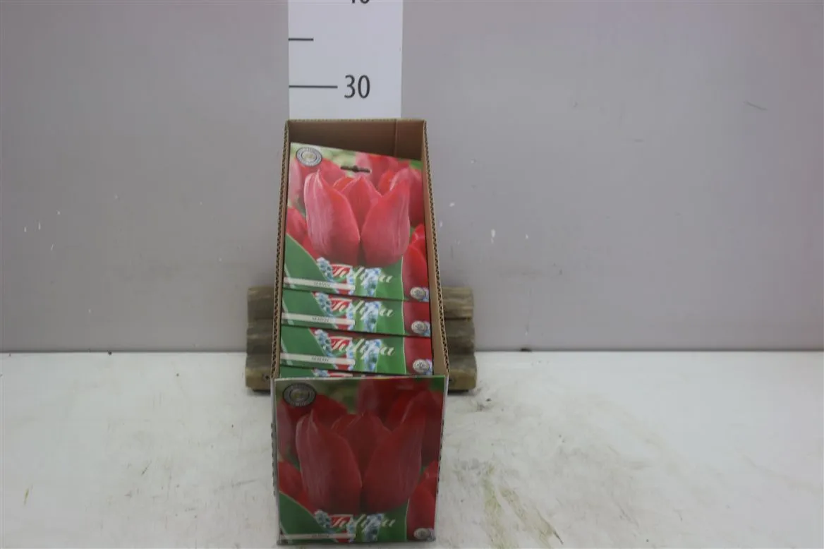 Bol Tulp Triumph Seadov X10