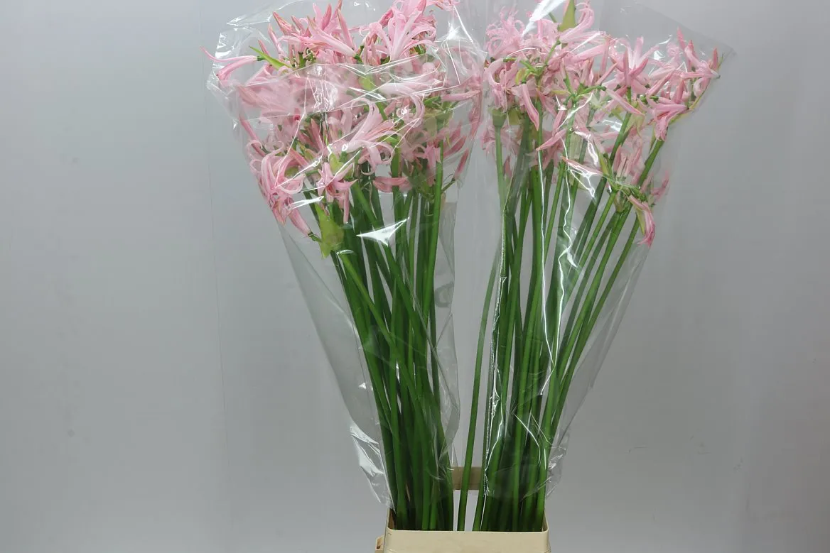 Nerine Bo Sofie Artistic • 70 cm