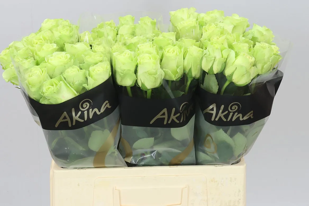Rosa Gr Green Generation • 60 cm