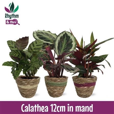 Calathea mix v košíku - Rhythm & More • črepník 12 cm