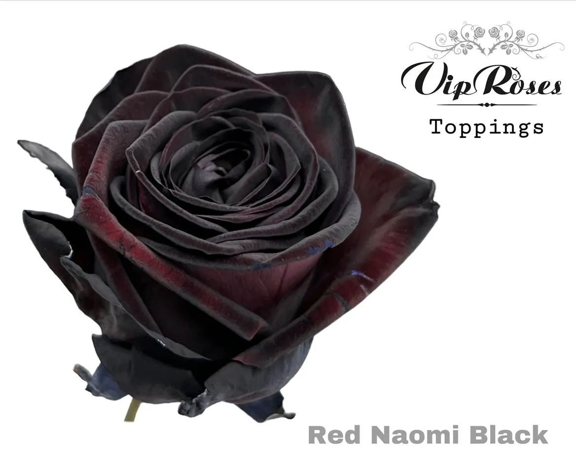 Ruža Red Naomi Paint Black • 75 cm