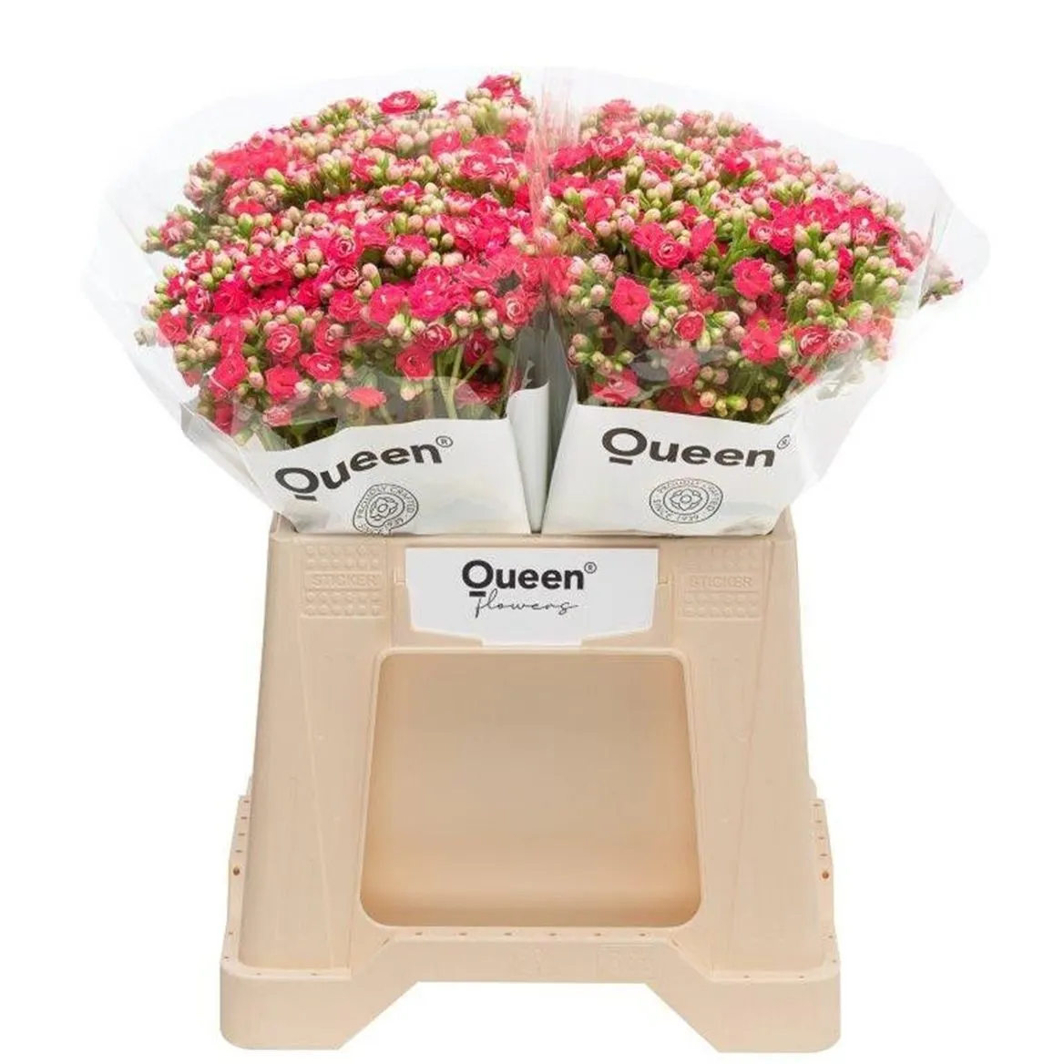 Kalanchoe Pink Meadow • 40 cm