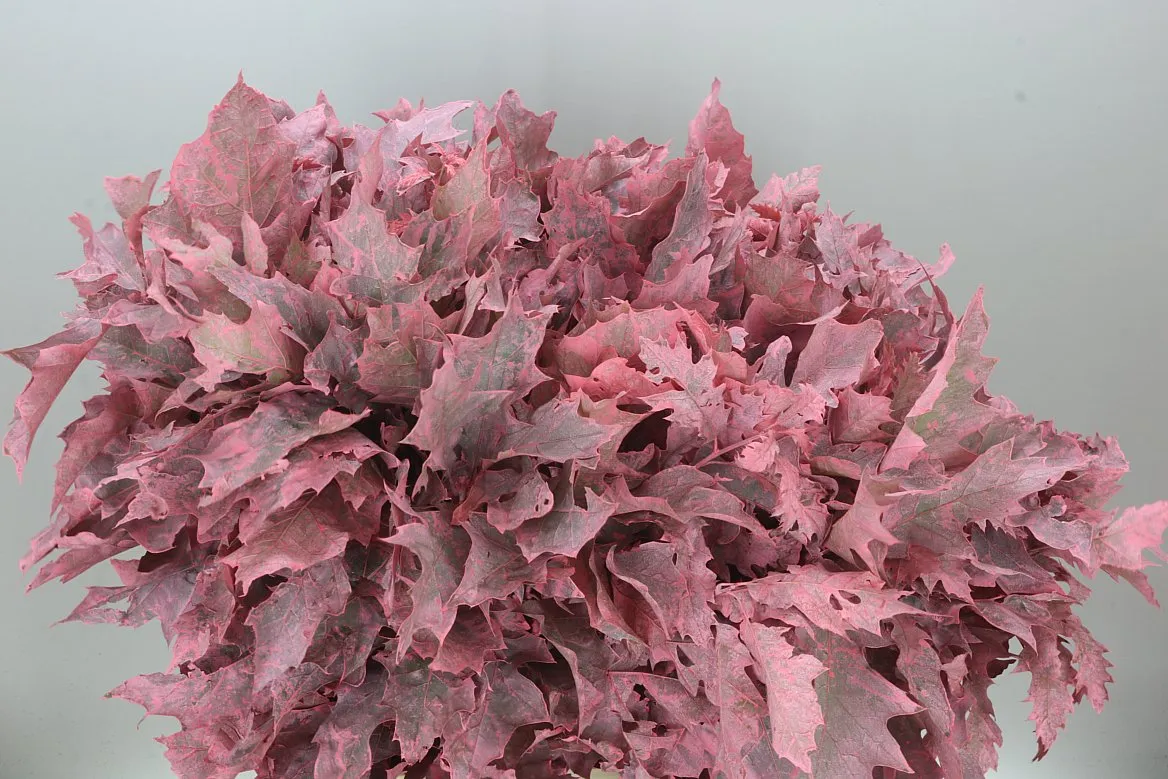 Quercus Painted Pink • 80 cm
